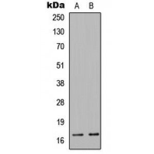 LifeSab™ COX4-1 Rabbit pAb (50 µl)
