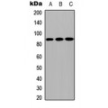 LifeSab™ CPXM2 Rabbit pAb (50 µl)