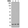 LifeSab™ Cystatin 9L Rabbit pAb (50 µl)