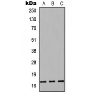LifeSab™ Cystatin 9L Rabbit pAb (50 µl)