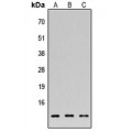 LifeSab™ APR2 Rabbit pAb (50 µl)