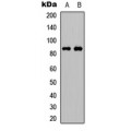 LifeSab™ FRS2 (pY436) Rabbit pAb (50 µl)