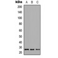 LifeSab™ CRIF1 Rabbit pAb (50 µl)