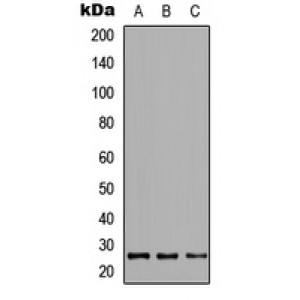 LifeSab™ CRIF1 Rabbit pAb (50 µl)