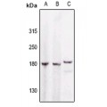 LifeSab™ GAK Rabbit pAb (50 µl)