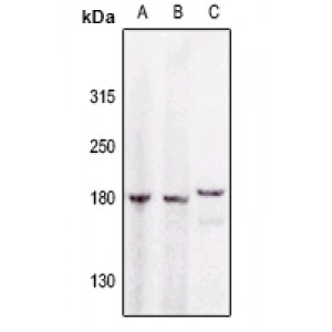 LifeSab™ GAK Rabbit pAb (50 µl)