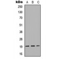 LifeSab™ Gremlin 2 Rabbit pAb (50 µl)