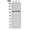 LifeSab™ Beta-glucuronidase Rabbit pAb (50 µl)