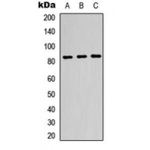 LifeSab™ Beta-glucuronidase Rabbit pAb (50 µl)