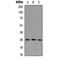 LifeSab™ Granzyme M Rabbit pAb (50 µl)
