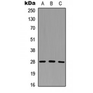 LifeSab™ Granzyme M Rabbit pAb (50 µl)