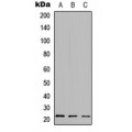 LifeSab™ HDGFRP3 Rabbit pAb (50 µl)
