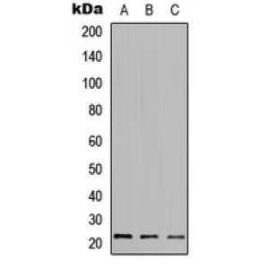 LifeSab™ HDGFRP3 Rabbit pAb (50 µl)