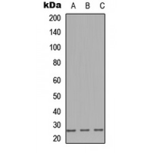 LifeSab™ CD179b Rabbit pAb (50 µl)