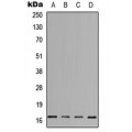 LifeSab™ IL-3 Rabbit pAb (50 µl)