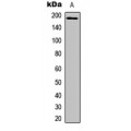 LifeSab™ IRS1 Rabbit pAb (50 µl)