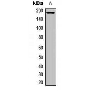 LifeSab™ IRS1 Rabbit pAb (50 µl)