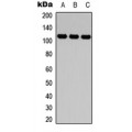 LifeSab™ CD49d Rabbit pAb (50 µl)