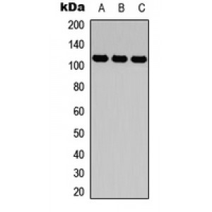 LifeSab™ CD49d Rabbit pAb (50 µl)