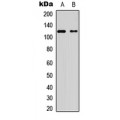 LifeSab™ EG5 (pT926) Rabbit pAb (50 µl)