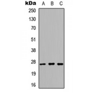 LifeSab™ Kallikrein 6 Rabbit pAb (50 µl)