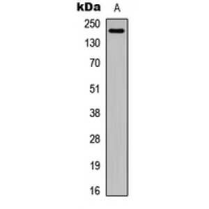 LifeSab™ Laminin alpha 4 Rabbit pAb (50 µl)