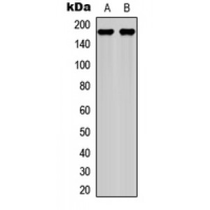 LifeSab™ Laminin gamma 1 Rabbit pAb (50 µl)