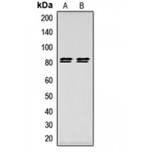 LifeSab™ HSL (pS552) Rabbit pAb (50 µl)