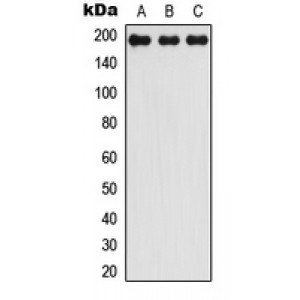 LifeSab™ LMO7 Rabbit pAb (50 µl)