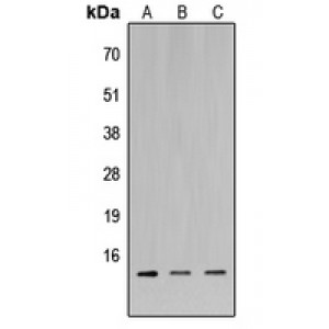 LifeSab™ MIA1 Rabbit pAb (50 µl)