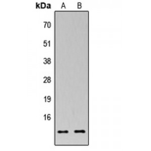 LifeSab™ MRPS33 Rabbit pAb (50 µl)
