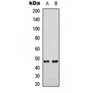 LifeSab™ MRPS5 Rabbit pAb (50 µl)
