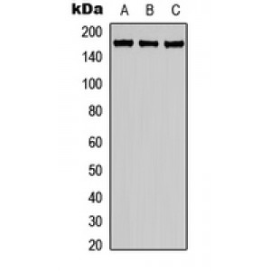 LifeSab™ MUC1 Rabbit pAb (50 µl)