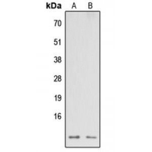 LifeSab™ NDUFA3 Rabbit pAb (50 µl)