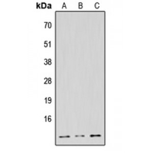 LifeSab™ NDUFB1 Rabbit pAb (50 µl)
