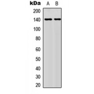 LifeSab™ NFAT3 (pS676) Rabbit pAb (50 µl)