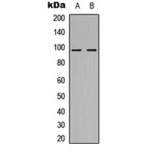 LifeSab™ NOM1 Rabbit pAb (50 µl)