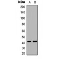 LifeSab™ Kappa Opioid Receptor Rabbit pAb (50 µl)