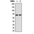 LifeSab™ PIAS4 Rabbit pAb (50 µl)
