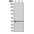 LifeSab™ Phospholipase D4 Rabbit pAb (50 µl)