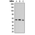 LifeSab™ PLXDC1 Rabbit pAb (50 µl)