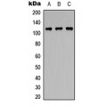 LifeSab™ PPP1R13B Rabbit pAb (50 µl)