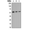 LifeSab™ Protein C Rabbit pAb (50 µl)