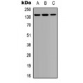 LifeSab™ PTPD1 Rabbit pAb (50 µl)
