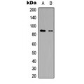 LifeSab™ R3HCC1L Rabbit pAb (50 µl)
