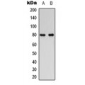 LifeSab™ RAD17 Rabbit pAb (50 µl)