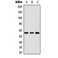 LifeSab™ RIPK3 Rabbit pAb (50 µl)