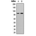 LifeSab™ RSK4 Rabbit pAb (50 µl)