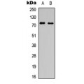 LifeSab™ SLC6A16 Rabbit pAb (50 µl)