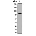 LifeSab™ Smoothened Rabbit pAb (50 µl)